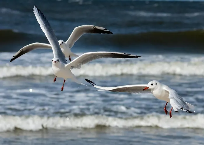 Seaside Apartment Kolobrzeg