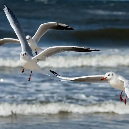 Seaside Daire Kolobrzeg
